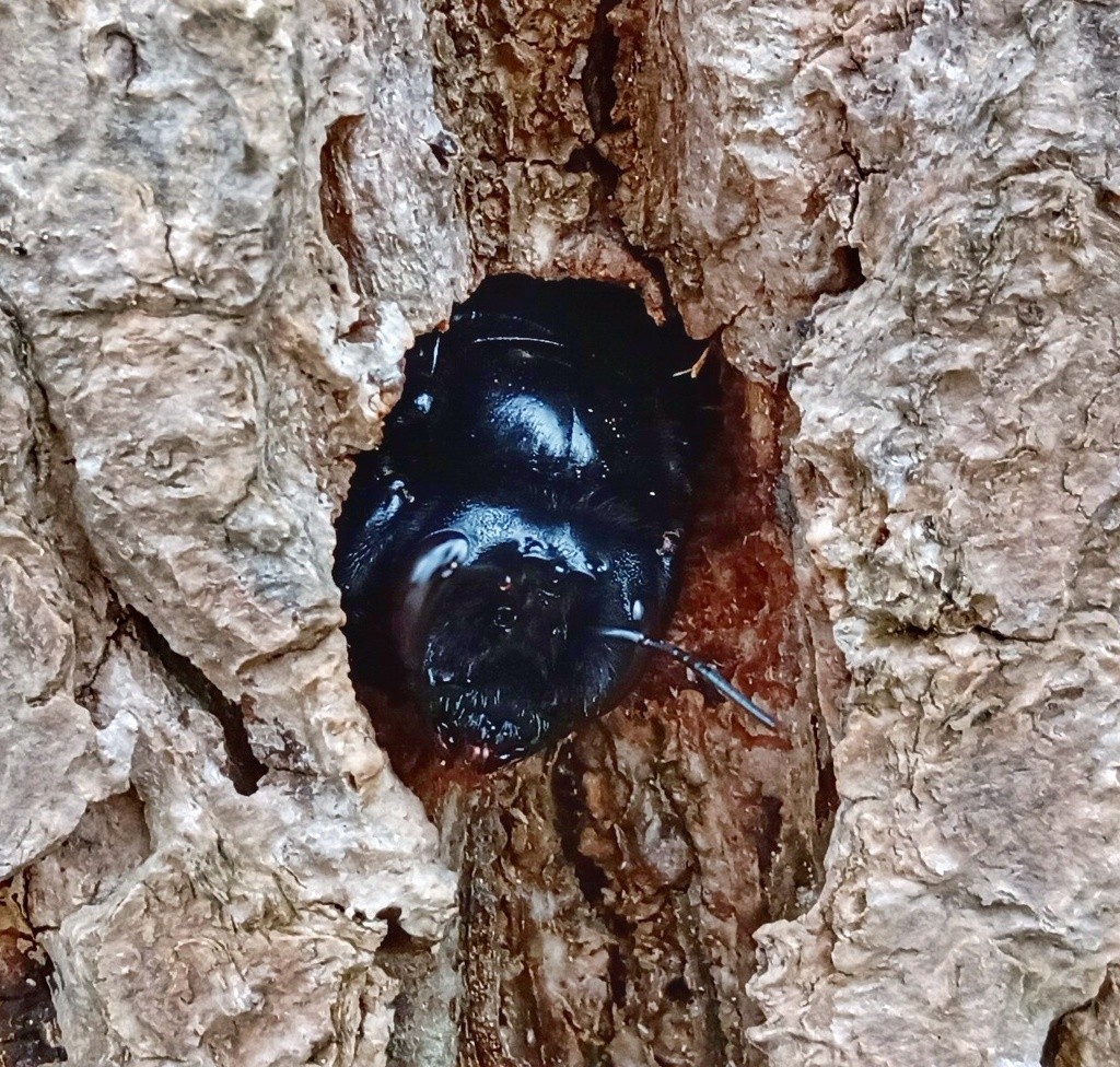 Abeja carpintera frontalis: Nido