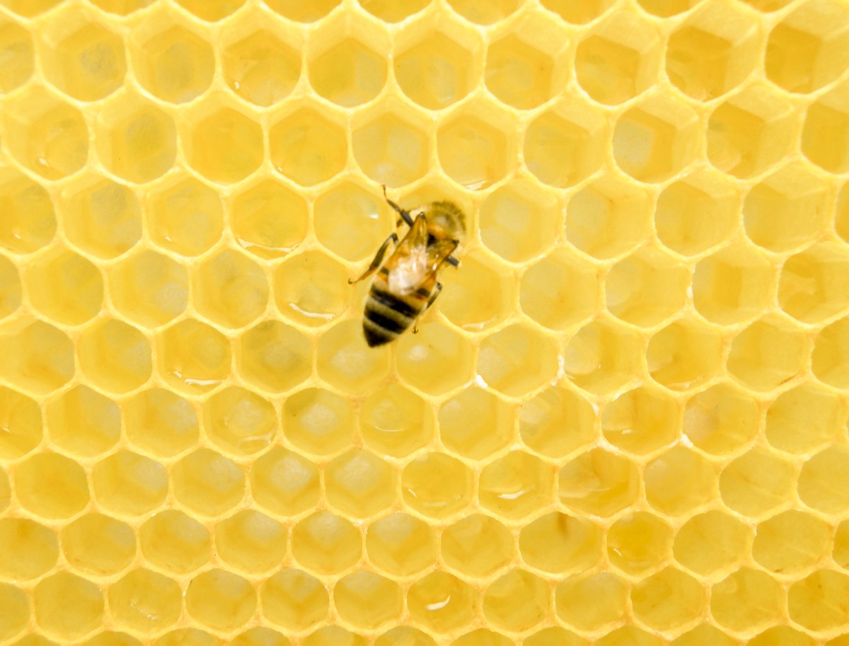 Abeja melífera: Panal