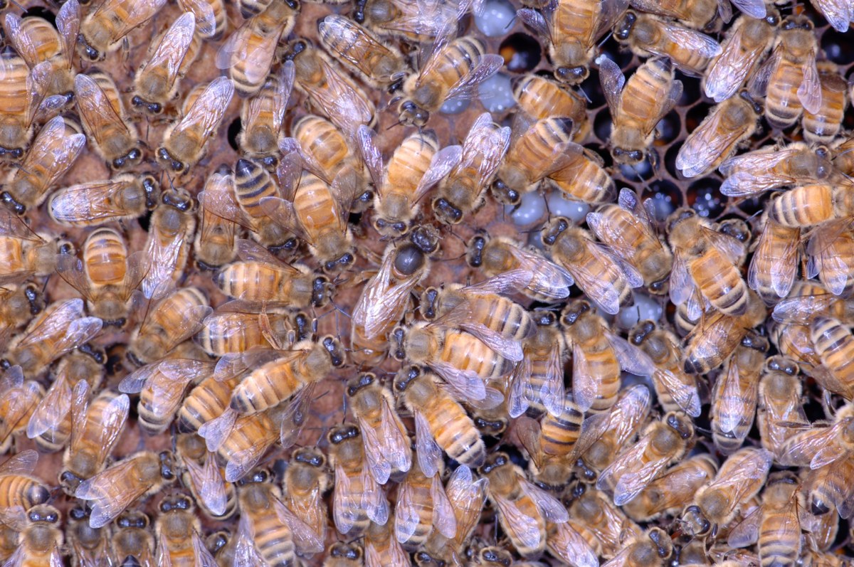 Abeja melífera: reina