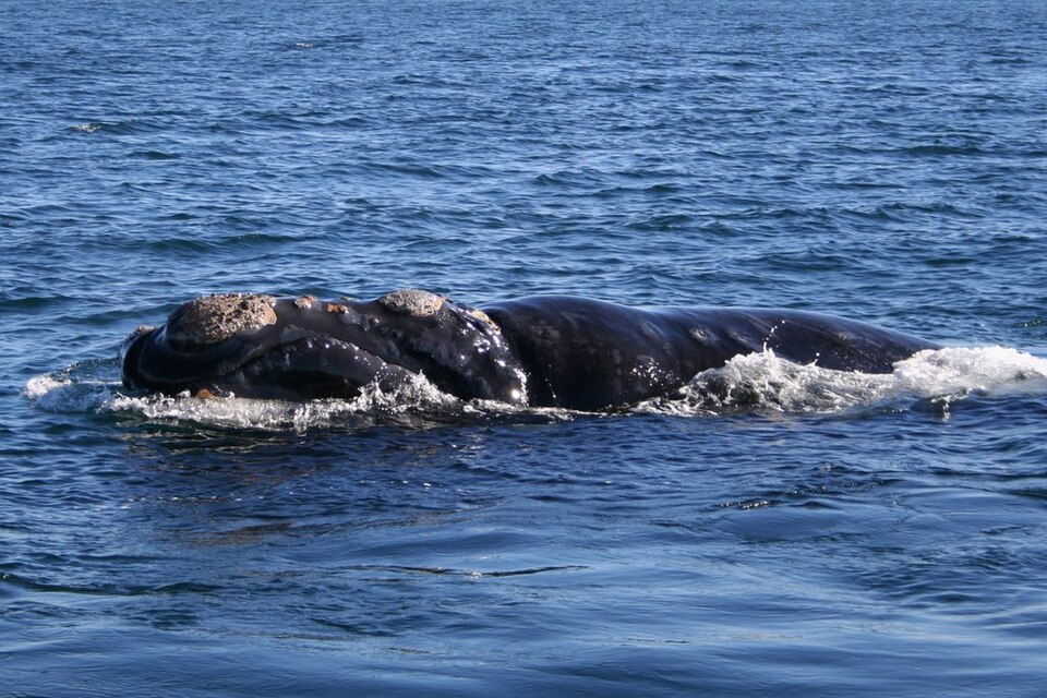 Ballena franca austral