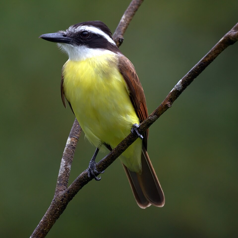 Benteveo común (Pitangus sulphuratus)
