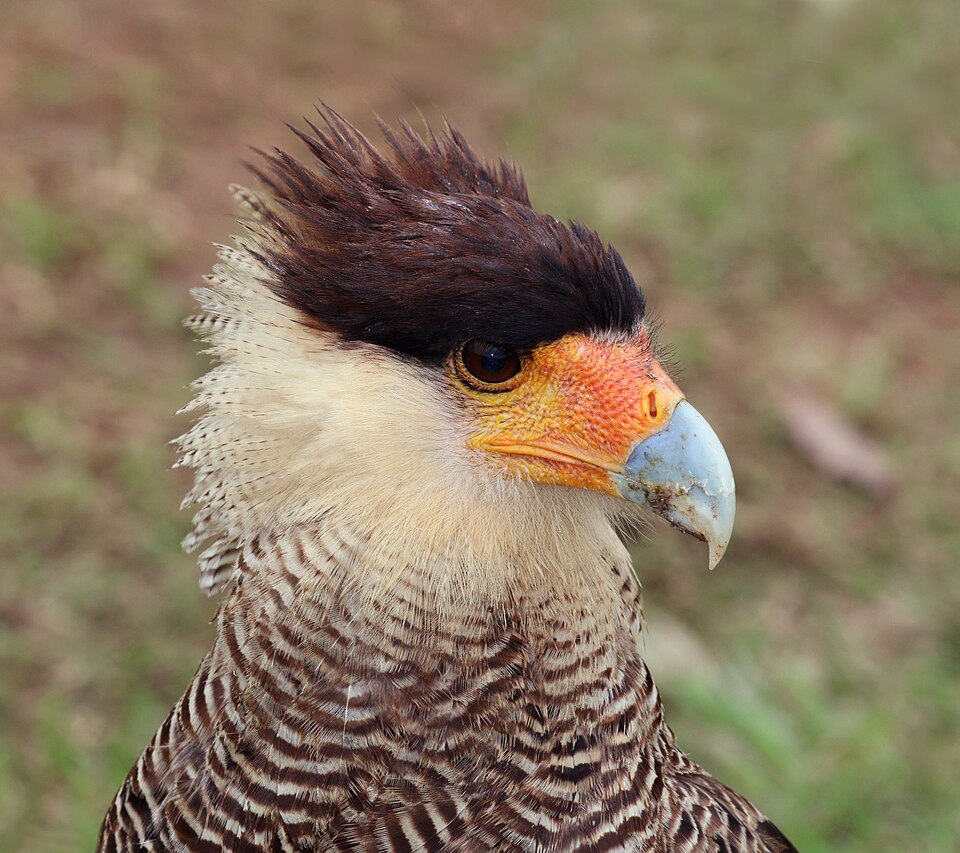 Carancho (Caracara plancus)
