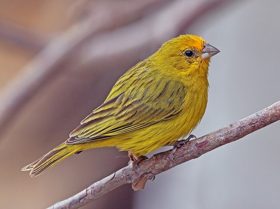 Dorado (Sicalis flaveola)
