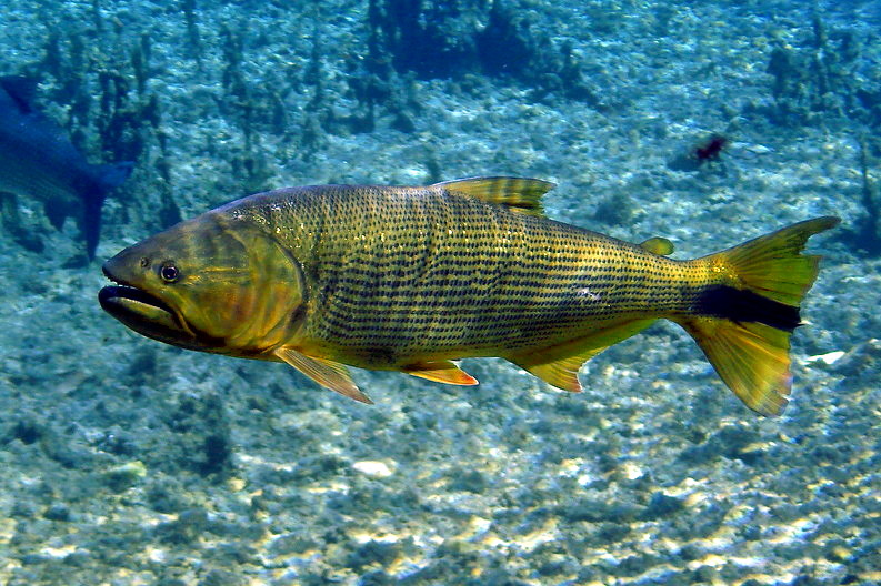 Dorado (Salminus brasiliensis)