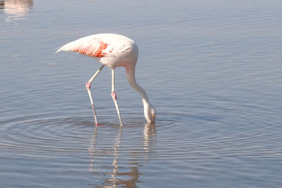 Flamenco austral (Phoenicopterus chilensis)