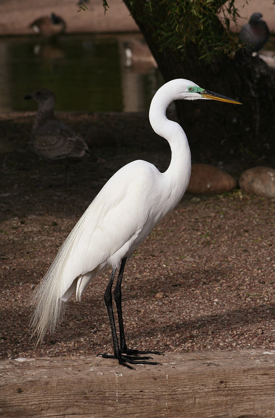 Garza blanca grande