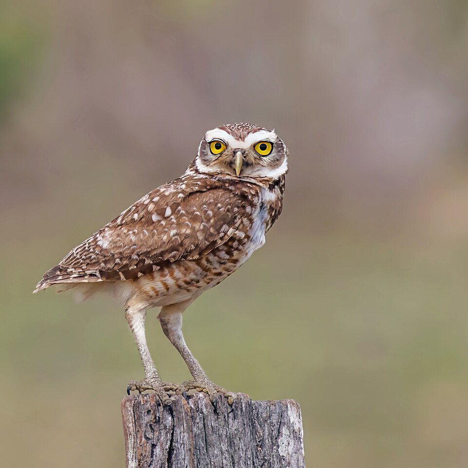 Lechucita de campo