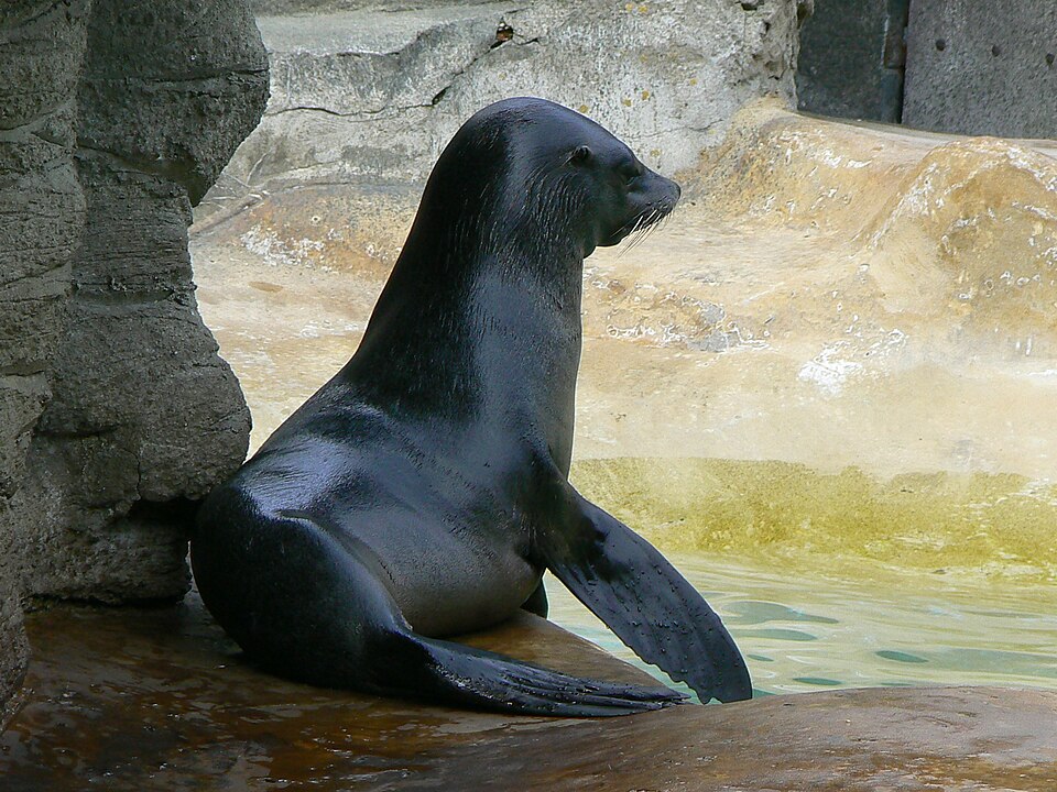 Lobo fino