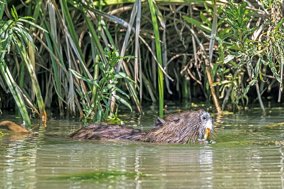 Nutria