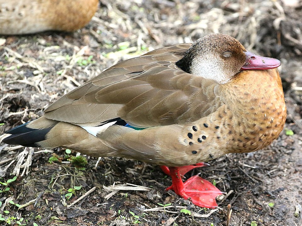 Pato brasilero (Amazonetta brasiliensis)