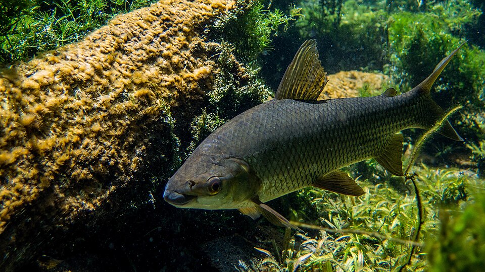 Sábalo (Prochilodus lineatus)