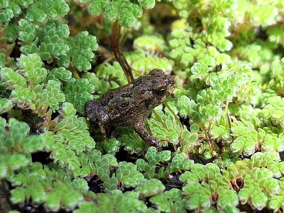 Sapo común (Rhinella arenarum)