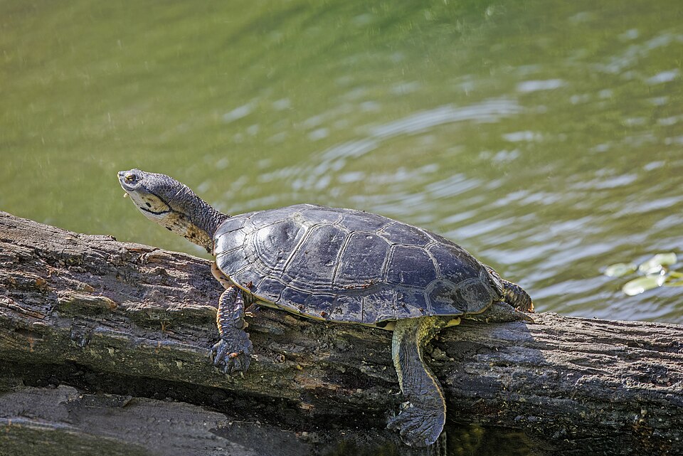 Tortuga campanita