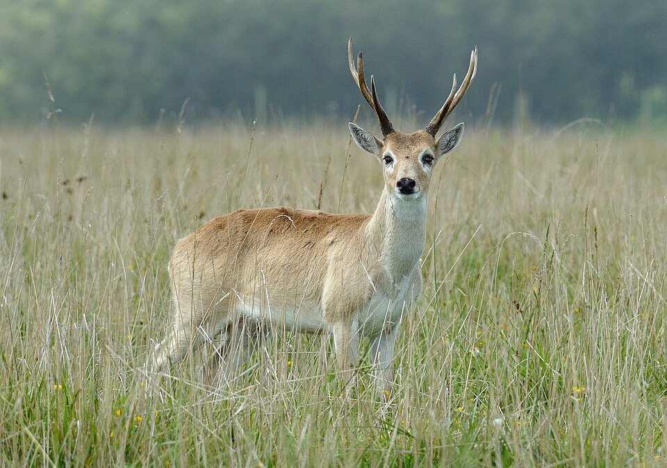 Venado de campo