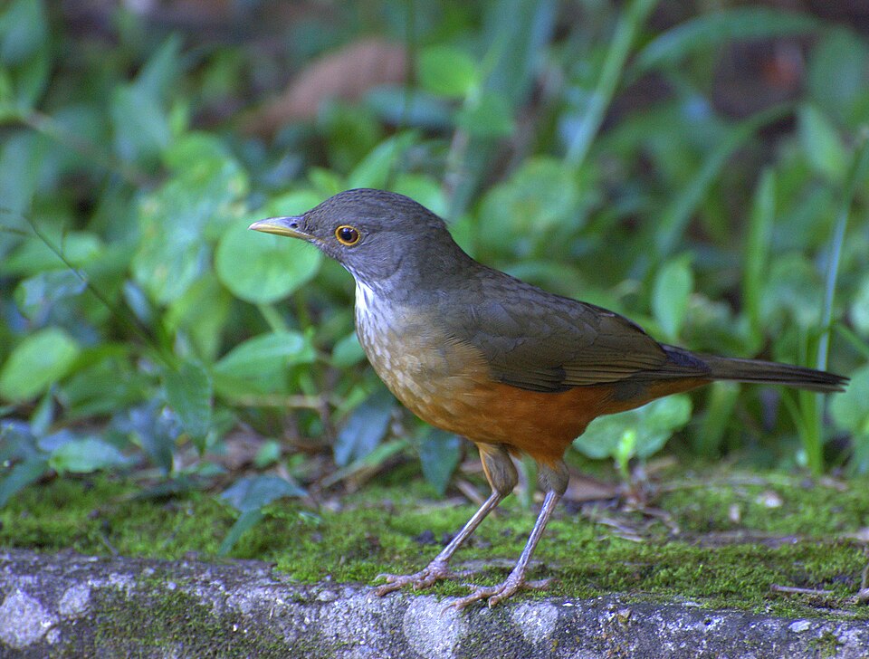 Zorzal común (Turdus rufiventris)