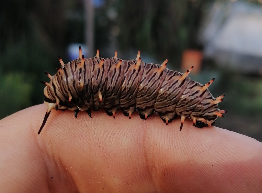 Borde de oro: oruga
