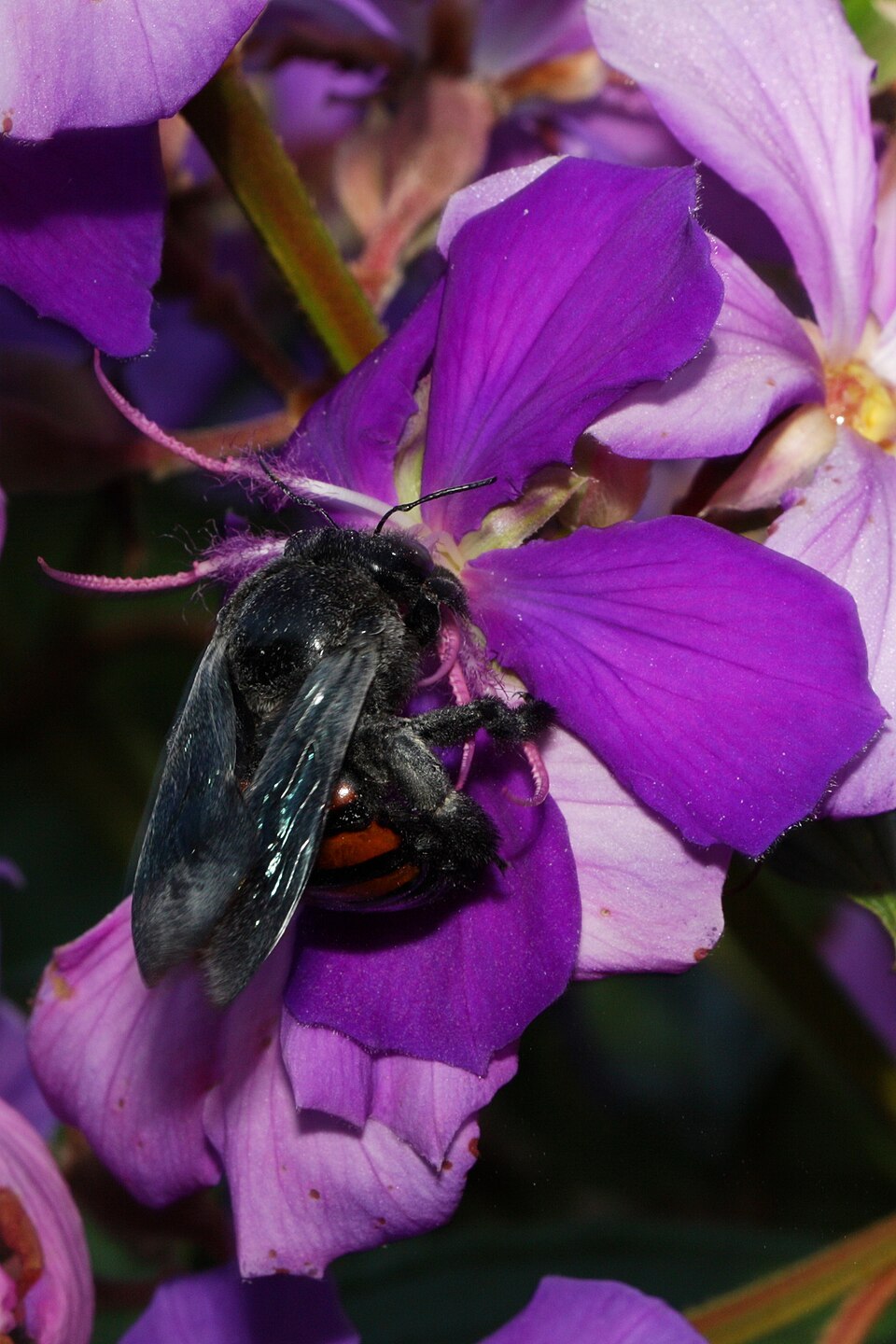 Abeja carpintera frontalis (Xylocopa frontalis)