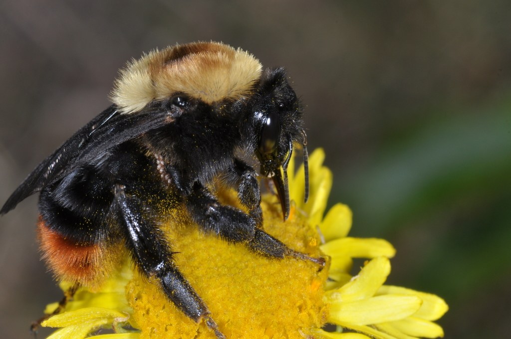 Abejorro bellicosus (Bombus bellicosus)