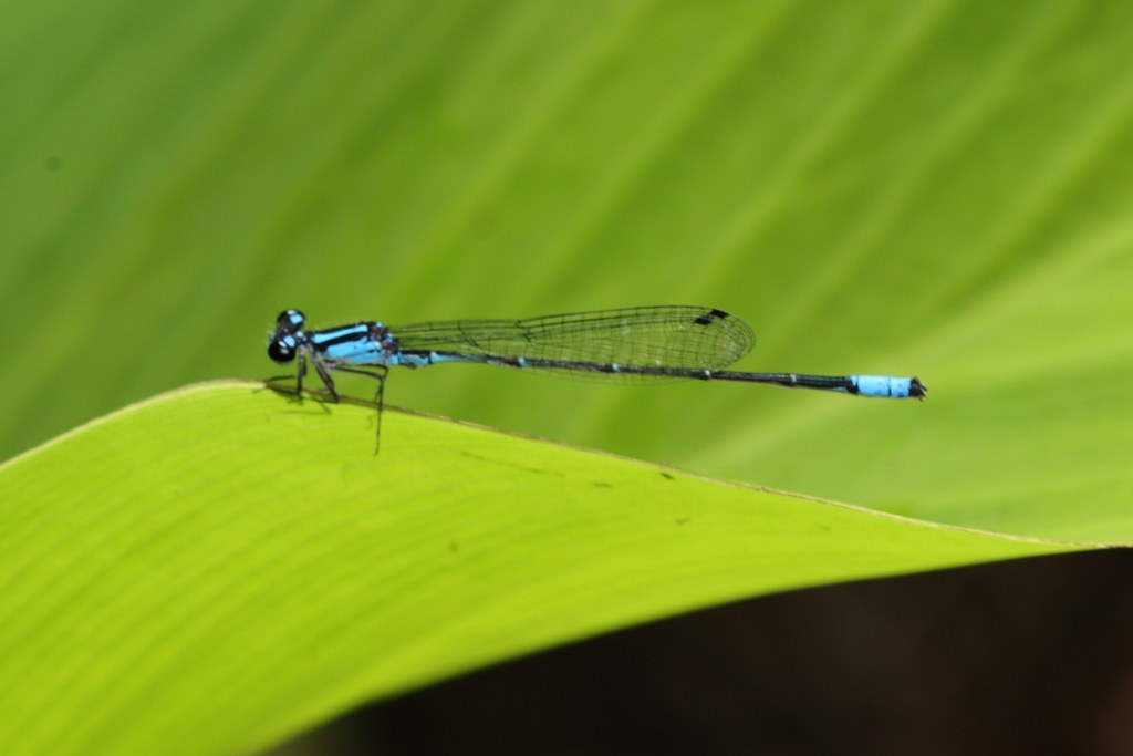 Acanthagrion gracile (Acanthagrion gracile)