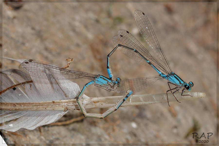 Acanthagrion lancea (Acanthagrion lancea)