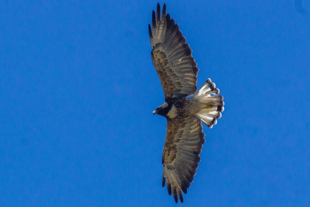 Águila de cola blanca