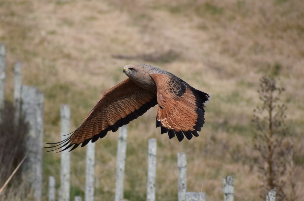 Águila colorada