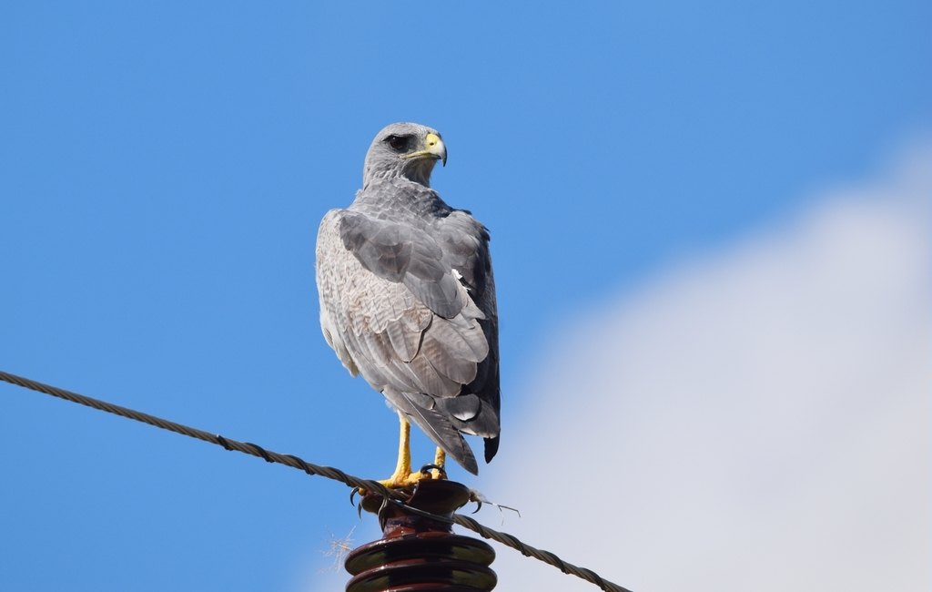 Águila mora