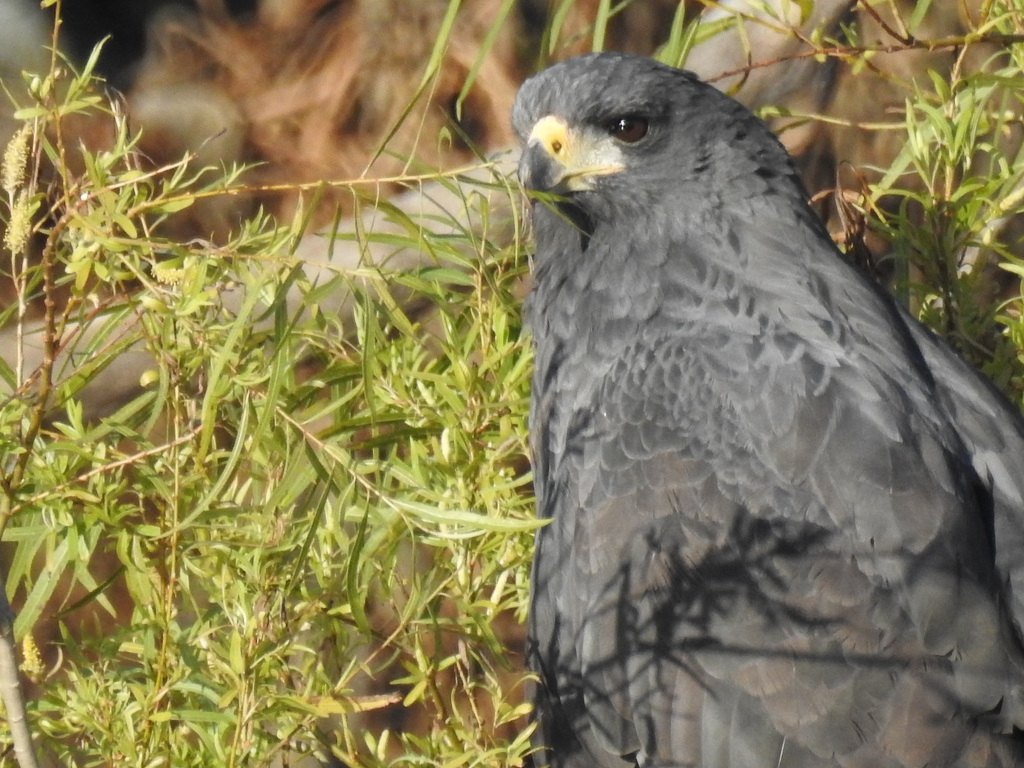 Águila negra