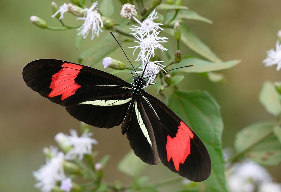 Almendra común (Heliconius erato)