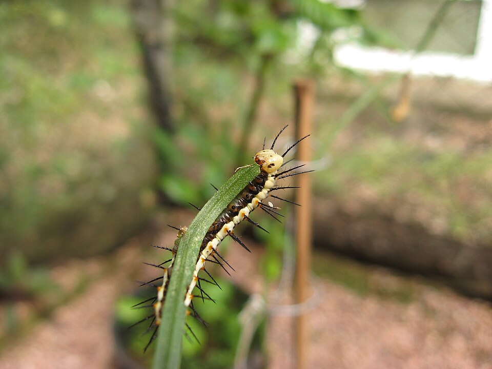 Almendra común: oruga