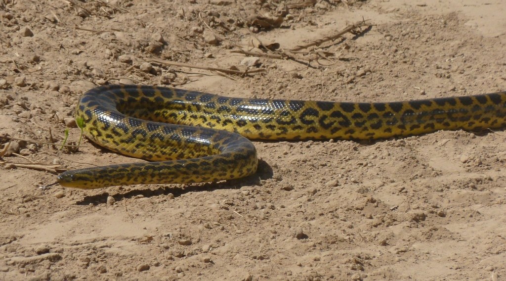 Anaconda amarilla
