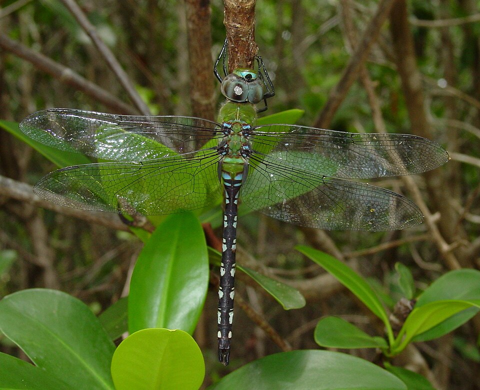 Anax amazili (Anax amazili)