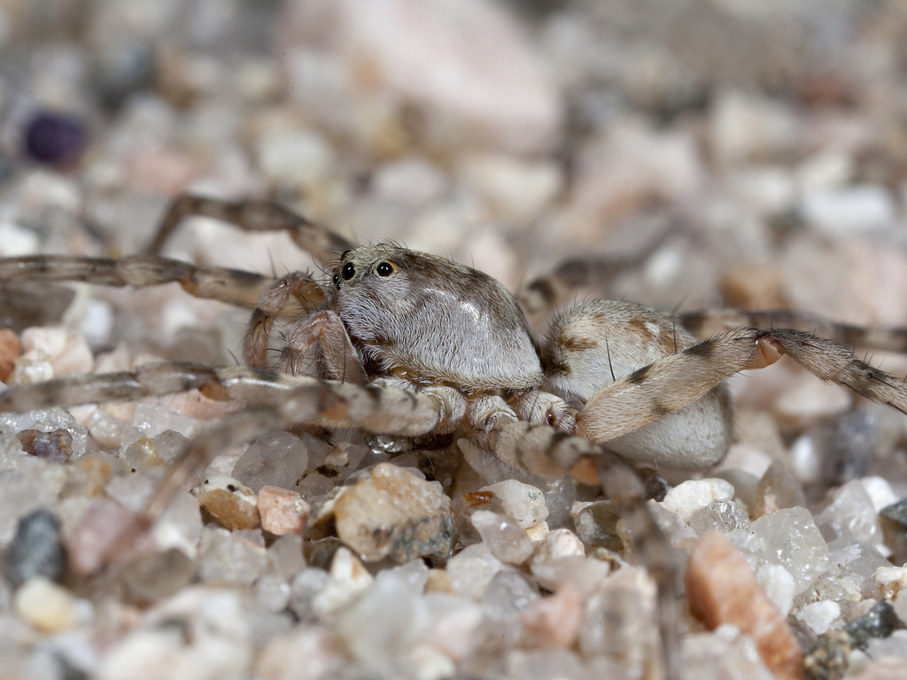 Araña blanca de la arena