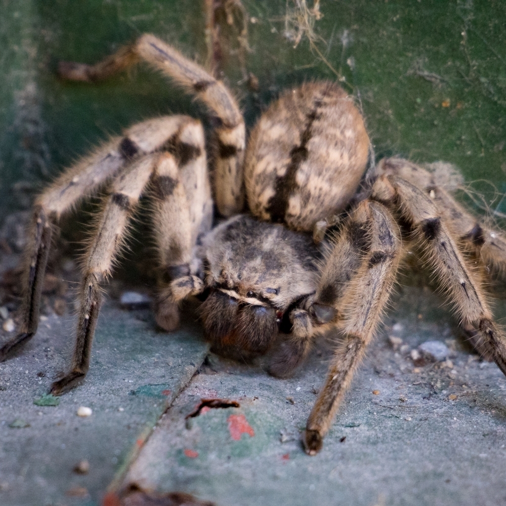 Araña de los montes