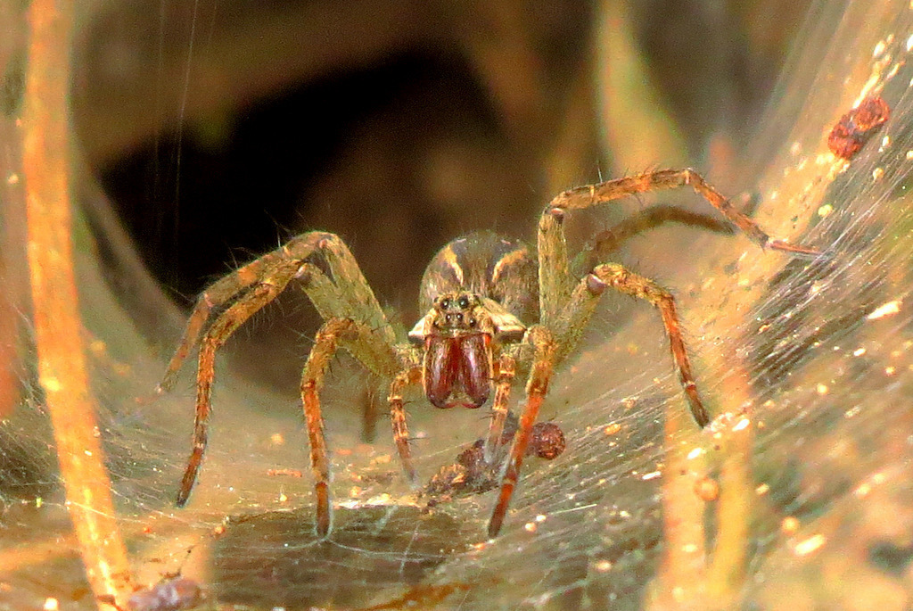 Araña lobo de tela
