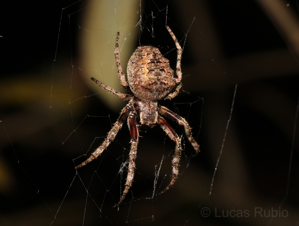 Araña Parawixia audax
