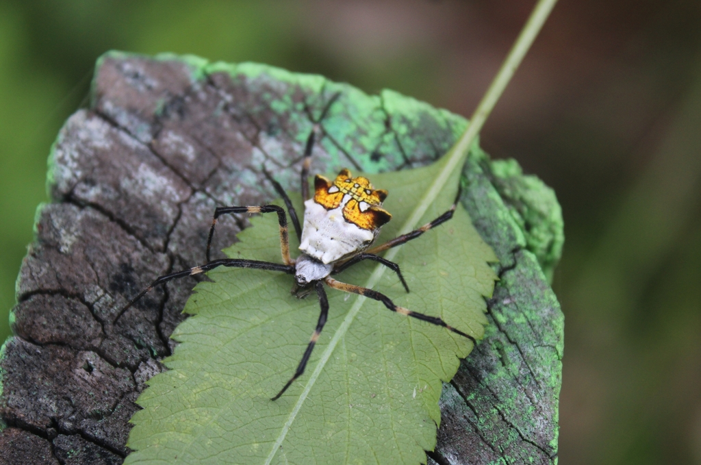 Araña plateada