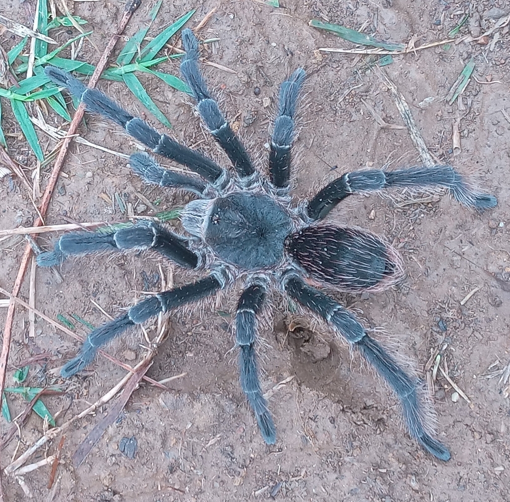 Araña pollito de collar