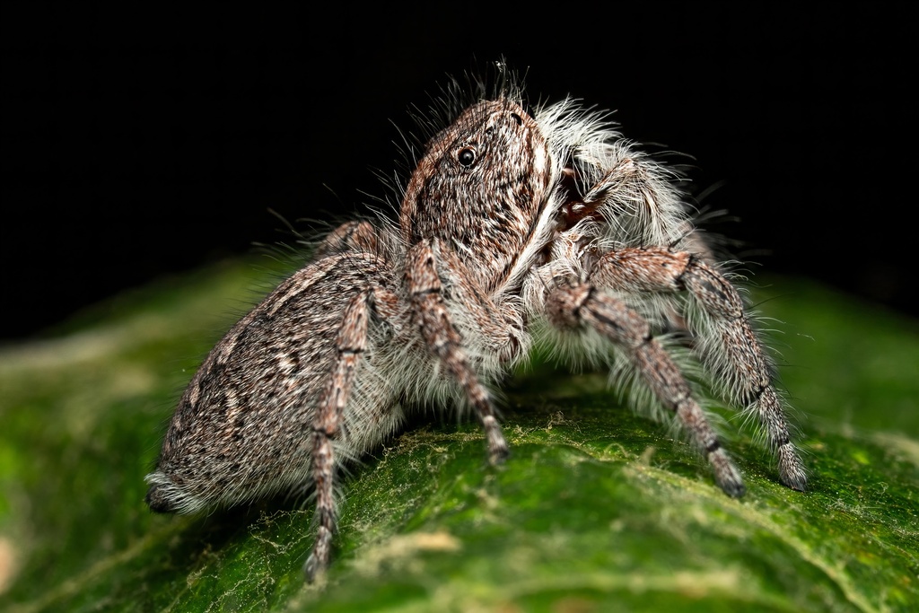 Araña saltadora Megafreya