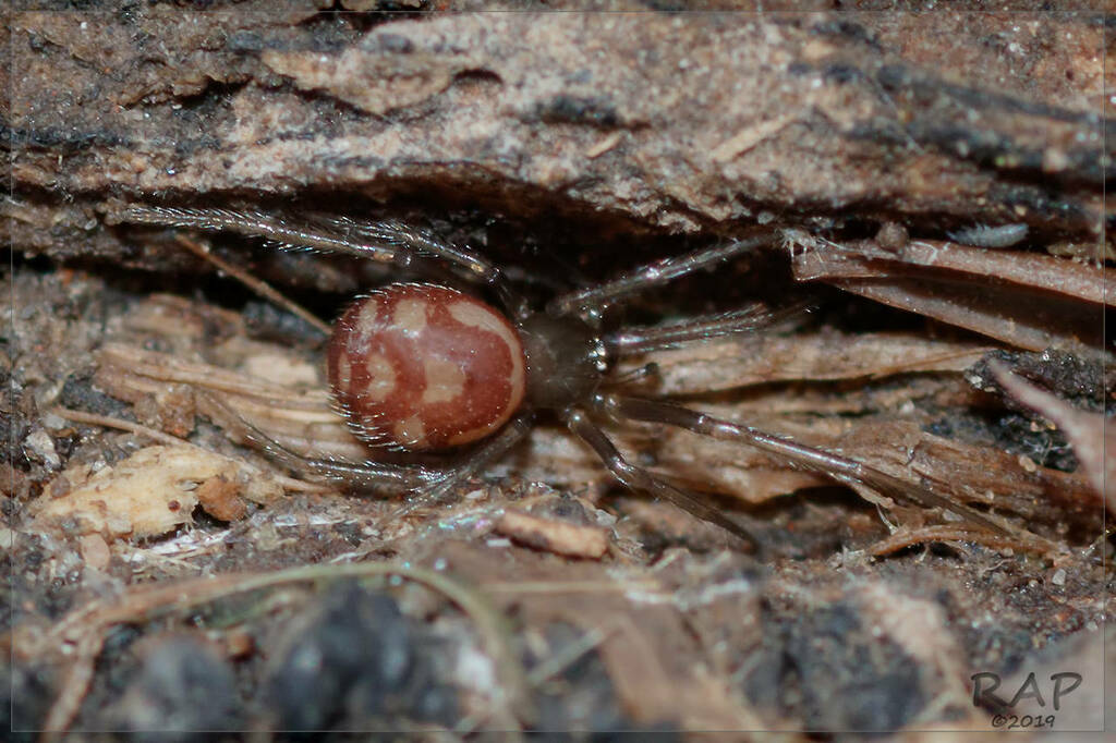 Araña Steatoda grossa