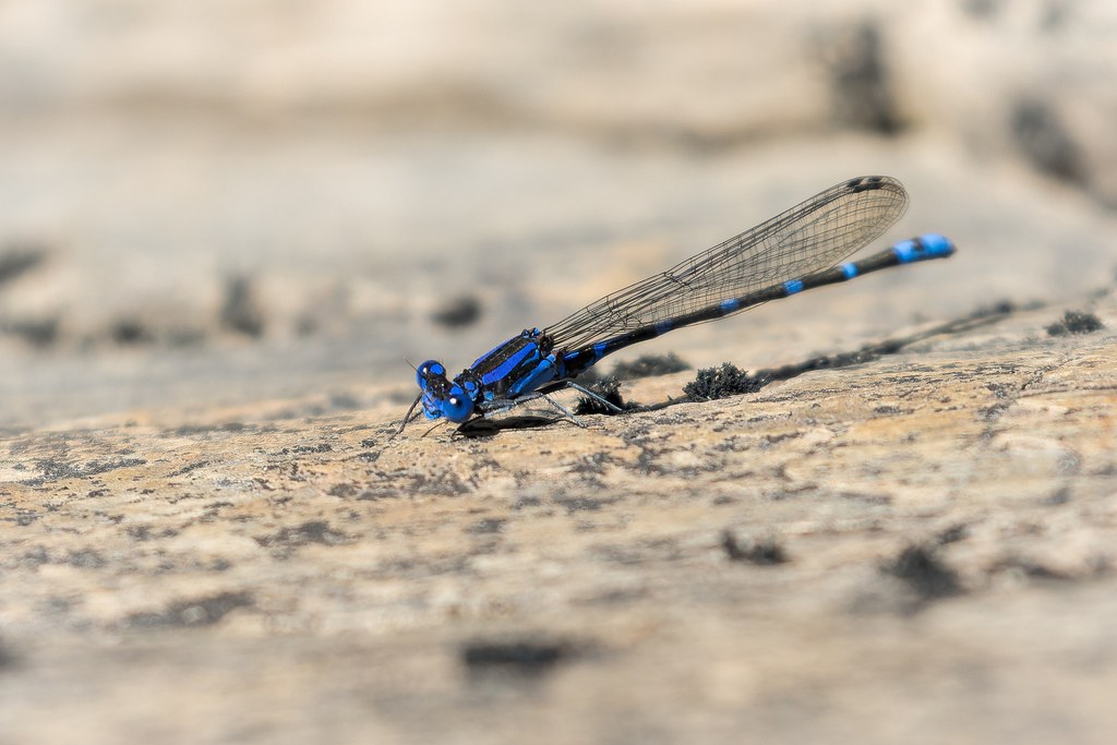 Argia serva (Argia serva)