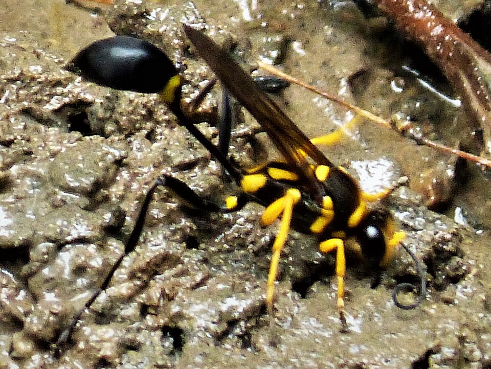 Avispa alfarera fistularium