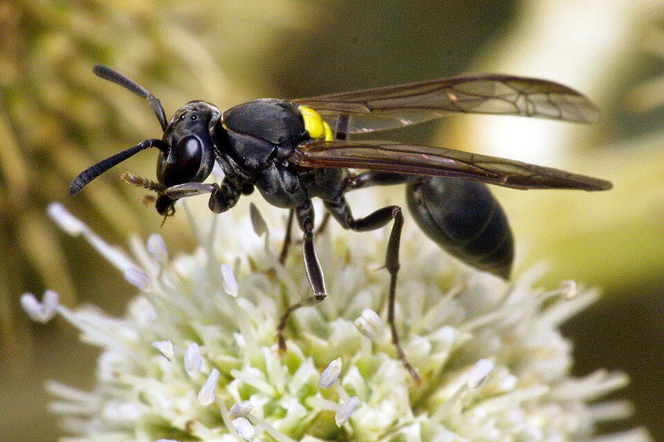 Avispa camuatí (Polybia scutellaris)