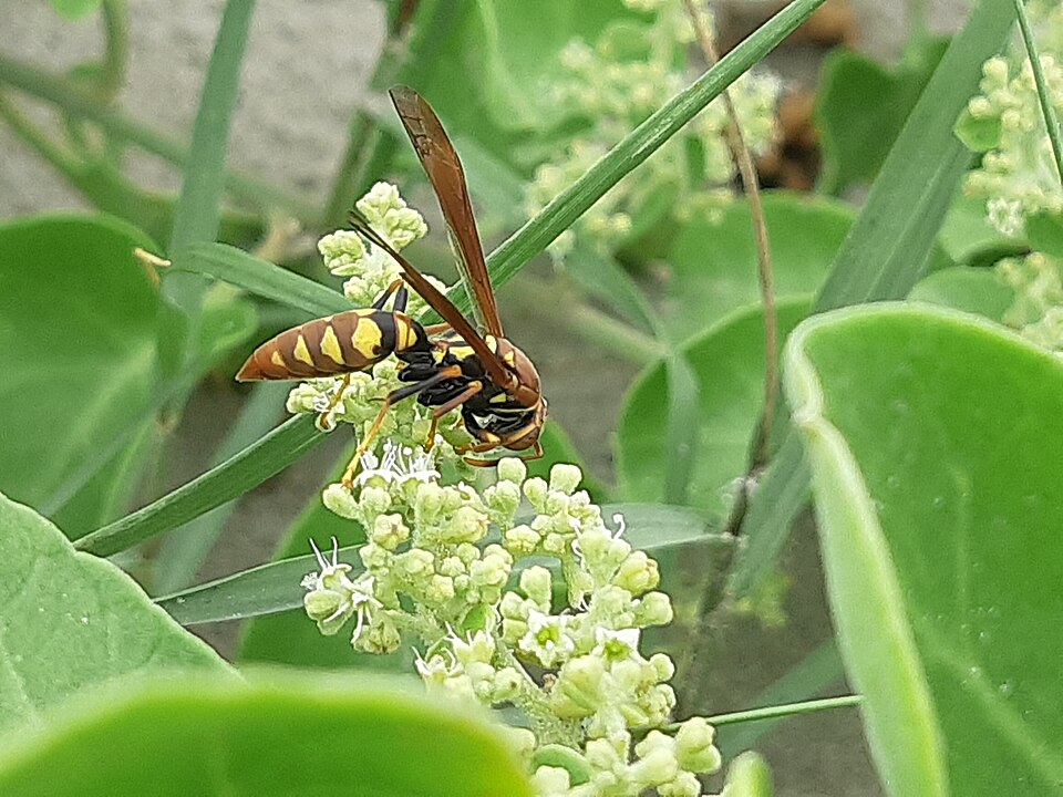 Avispa papelera versicolor