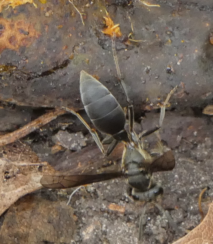 Avispa Polybia ignobilis