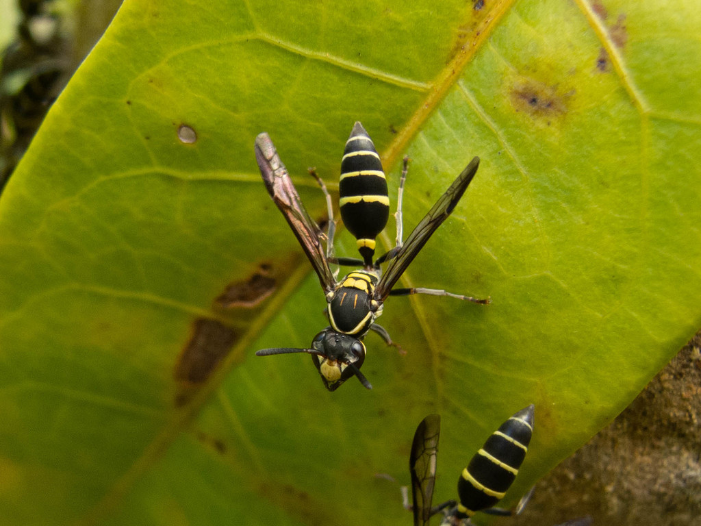 Avispa Polybia occidentalis