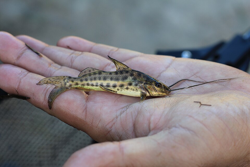 Bagre amarillo (Pimelodus maculatus)