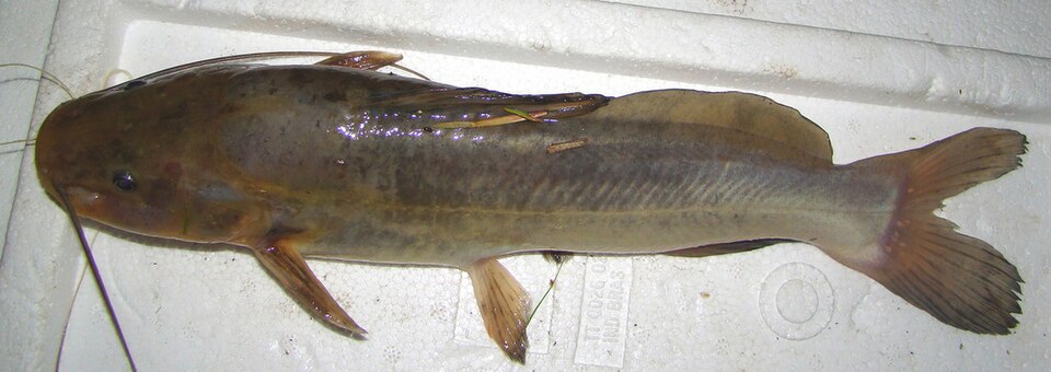 Bagre negro (Rhamdia quelen)