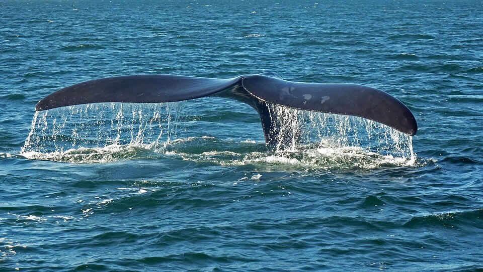 Ballena franca austral: otra fotografía