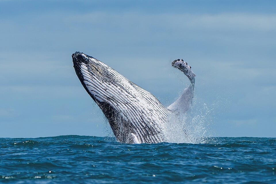 Ballena jorobada